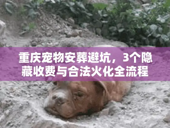重庆宠物安葬避坑，3个隐藏收费与合法火化全流程揭秘