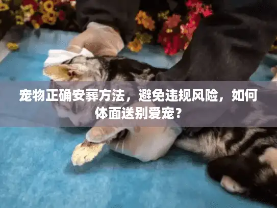 宠物正确安葬方法，避免违规风险，如何体面送别爱宠？