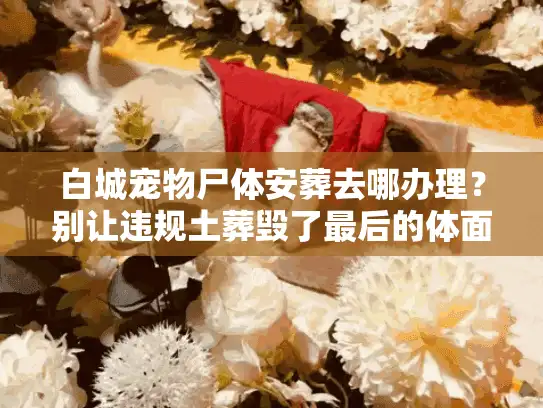白城宠物尸体安葬去哪办理？别让违规土葬毁了最后的体面