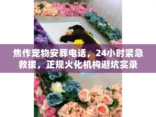 焦作宠物安葬电话，24小时紧急救援，正规火化机构避坑实录
