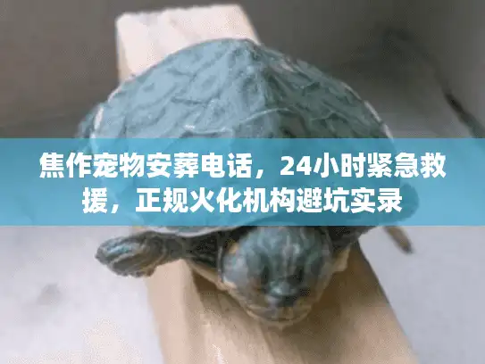 焦作宠物安葬电话，24小时紧急救援，正规火化机构避坑实录
