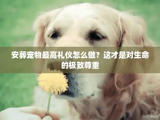 安葬宠物最高礼仪怎么做？这才是对生命的极致尊重