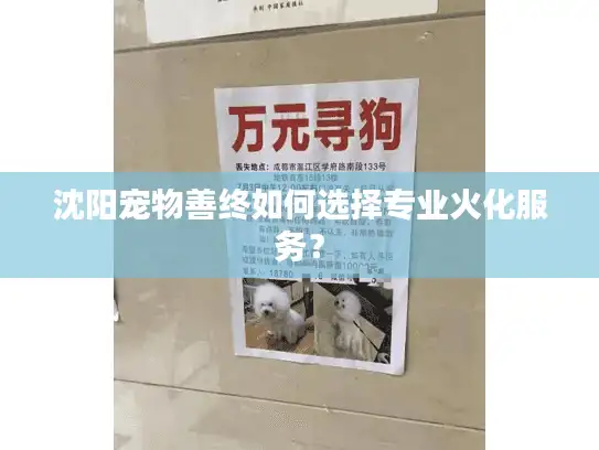 沈阳宠物善终如何选择专业火化服务？