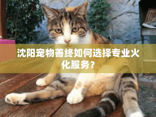 沈阳宠物善终如何选择专业火化服务？