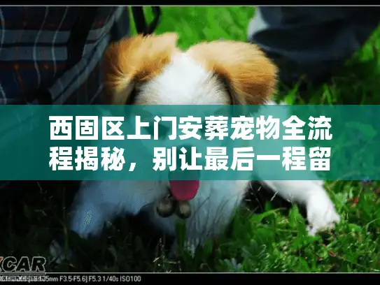 西固区上门安葬宠物全流程揭秘，别让最后一程留遗憾