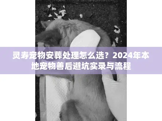 灵寿宠物安葬处理怎么选？2024年本地宠物善后避坑实录与流程