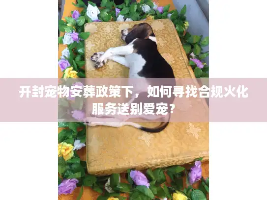 开封宠物安葬政策下，如何寻找合规火化服务送别爱宠？