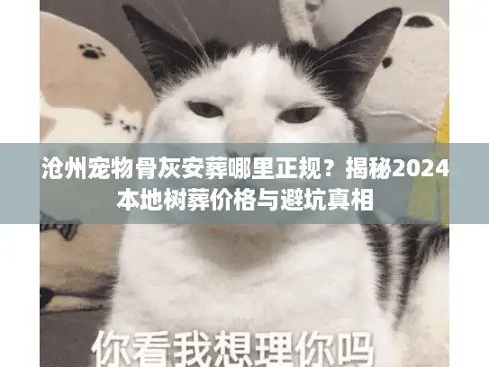 沧州宠物骨灰安葬哪里正规？揭秘2024本地树葬价格与避坑真相