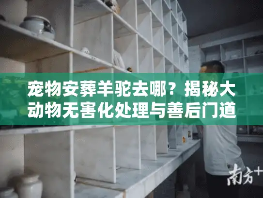 宠物安葬羊驼去哪？揭秘大动物无害化处理与善后门道