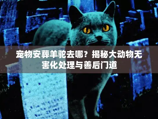 宠物安葬羊驼去哪？揭秘大动物无害化处理与善后门道