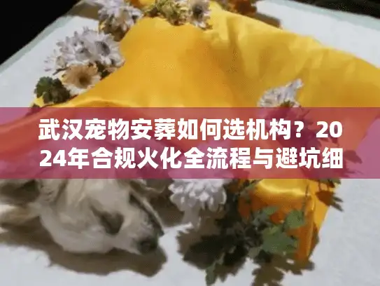 武汉宠物安葬如何选机构？2024年合规火化全流程与避坑细节