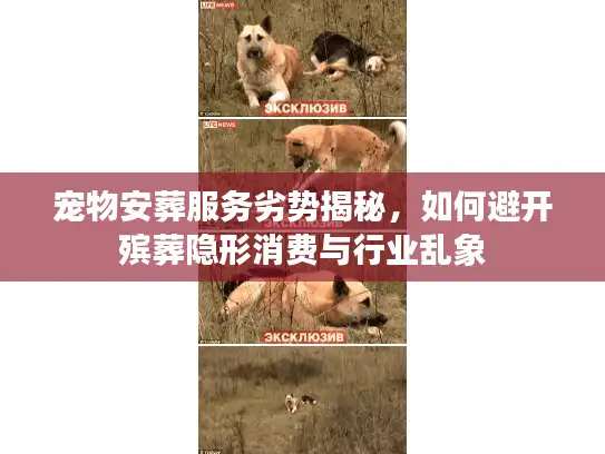 宠物安葬服务劣势揭秘，如何避开殡葬隐形消费与行业乱象