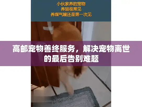 高邮宠物善终服务，解决宠物离世的最后告别难题