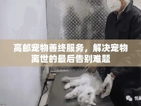高邮宠物善终服务，解决宠物离世的最后告别难题