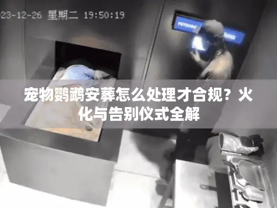 宠物鹦鹉安葬怎么处理才合规？火化与告别仪式全解
