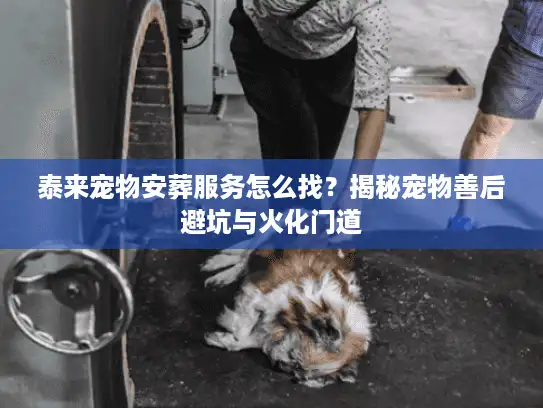 泰来宠物安葬服务怎么找？揭秘宠物善后避坑与火化门道