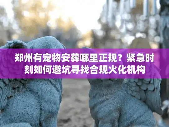 郑州有宠物安葬哪里正规？紧急时刻如何避坑寻找合规火化机构