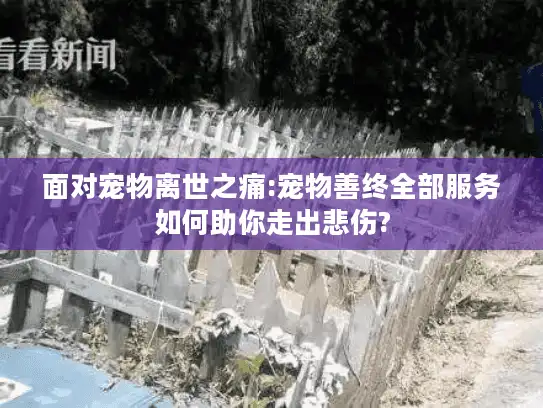 面对宠物离世之痛:宠物善终全部服务如何助你走出悲伤?
