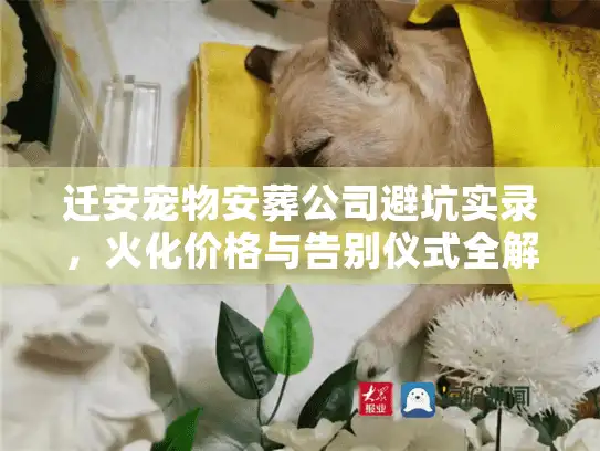 迁安宠物安葬公司避坑实录，火化价格与告别仪式全解