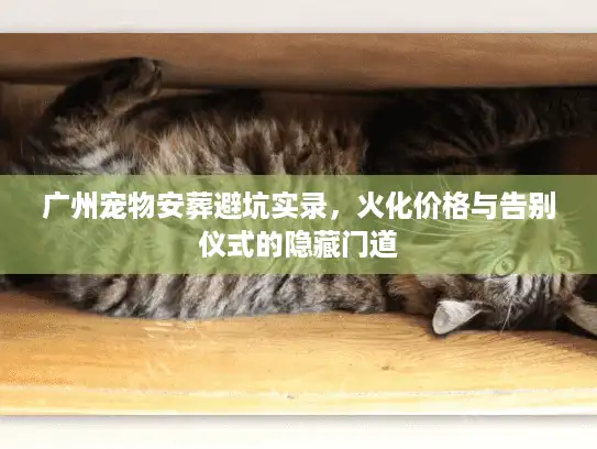 广州宠物安葬避坑实录，火化价格与告别仪式的隐藏门道