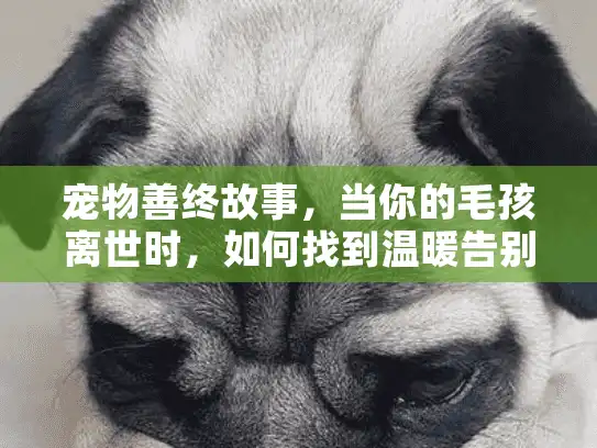 宠物善终故事，当你的毛孩离世时，如何找到温暖告别之路？