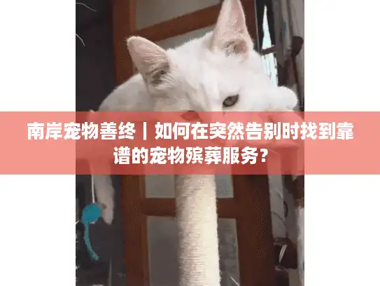 南岸宠物善终｜如何在突然告别时找到靠谱的宠物殡葬服务？