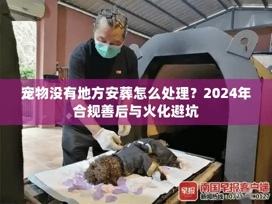 宠物没有地方安葬怎么处理？2024年合规善后与火化避坑