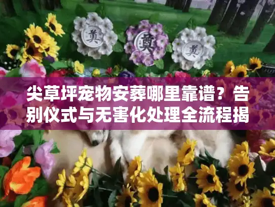 尖草坪宠物安葬哪里靠谱？告别仪式与无害化处理全流程揭秘