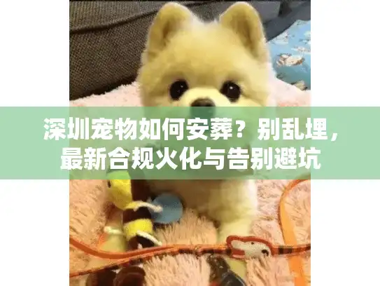 深圳宠物如何安葬？别乱埋，最新合规火化与告别避坑