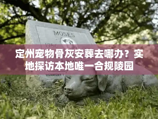 定州宠物骨灰安葬去哪办？实地探访本地唯一合规陵园