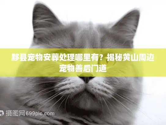 黟县宠物安葬处理哪里有？揭秘黄山周边宠物善后门道