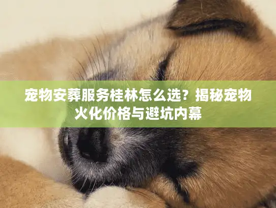宠物安葬服务桂林怎么选？揭秘宠物火化价格与避坑内幕
