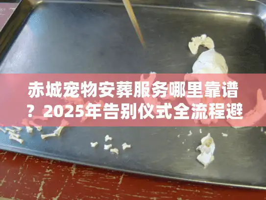 赤城宠物安葬服务哪里靠谱？2025年告别仪式全流程避坑实战