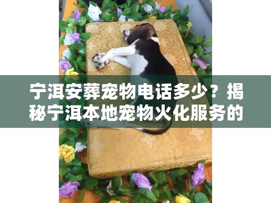 宁洱安葬宠物电话多少？揭秘宁洱本地宠物火化服务的真实门道