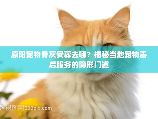 原阳宠物骨灰安葬去哪？揭秘当地宠物善后服务的隐形门道
