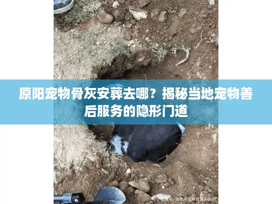 原阳宠物骨灰安葬去哪？揭秘当地宠物善后服务的隐形门道