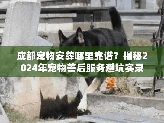 成都宠物安葬哪里靠谱？揭秘2024年宠物善后服务避坑实录