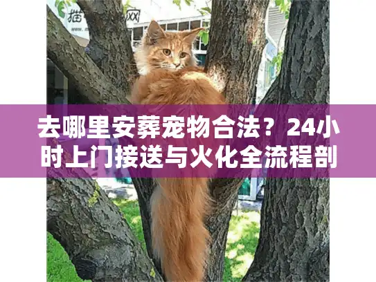 去哪里安葬宠物合法？24小时上门接送与火化全流程剖析