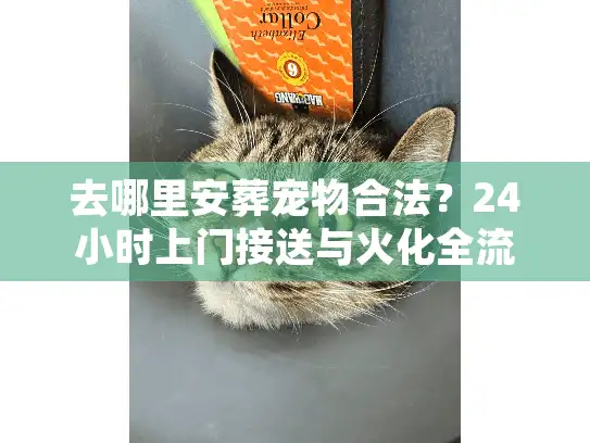 去哪里安葬宠物合法？24小时上门接送与火化全流程剖析