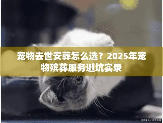 宠物去世安葬怎么选？2025年宠物殡葬服务避坑实录