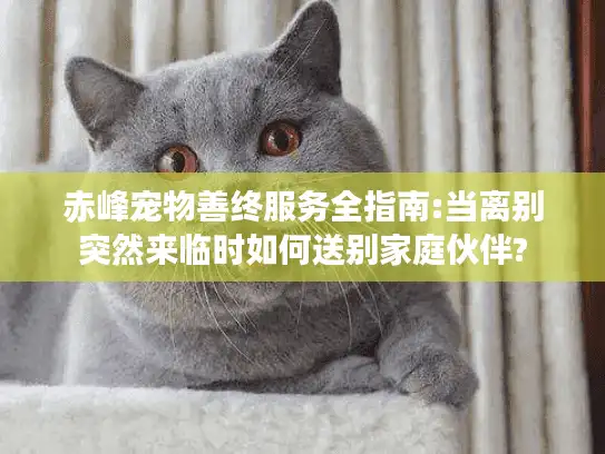 赤峰宠物善终服务全指南:当离别突然来临时如何送别家庭伙伴?