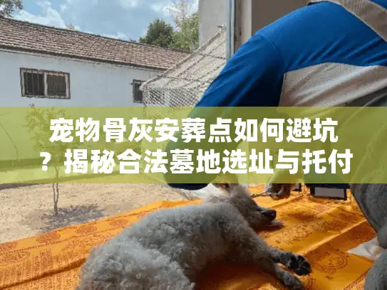 宠物骨灰安葬点如何避坑？揭秘合法墓地选址与托付真相