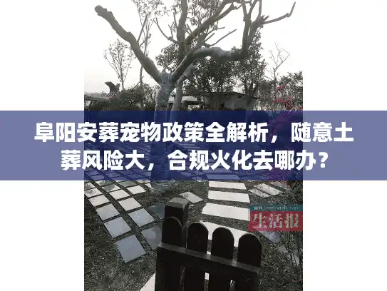 阜阳安葬宠物政策全解析，随意土葬风险大，合规火化去哪办？