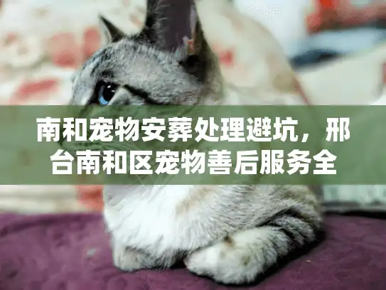 南和宠物安葬处理避坑，邢台南和区宠物善后服务全流程解析