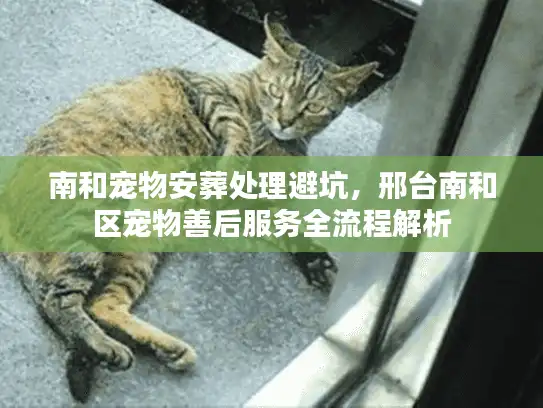 南和宠物安葬处理避坑，邢台南和区宠物善后服务全流程解析