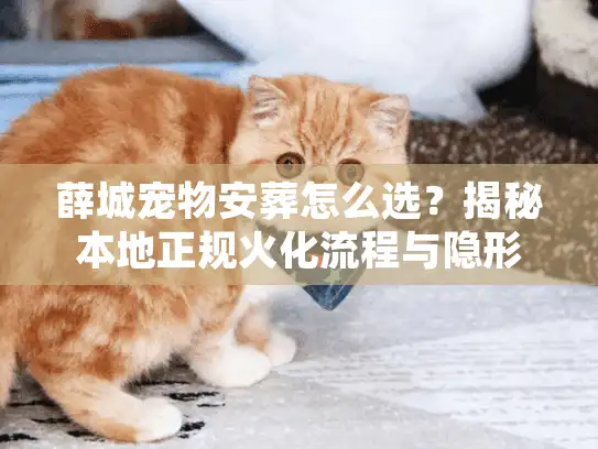 薛城宠物安葬怎么选？揭秘本地正规火化流程与隐形消费