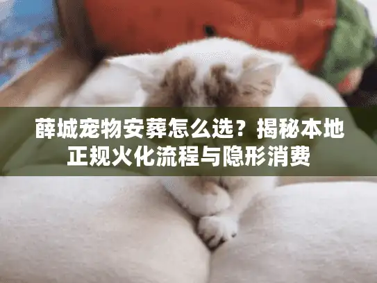 薛城宠物安葬怎么选？揭秘本地正规火化流程与隐形消费