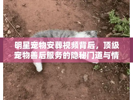 明星宠物安葬视频背后，顶级宠物善后服务的隐秘门道与情感价值
