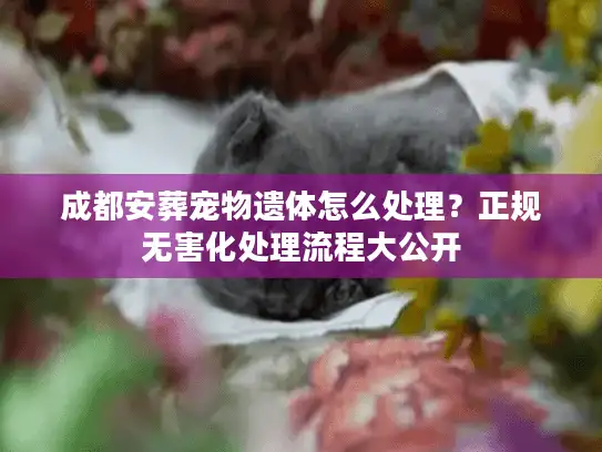 成都安葬宠物遗体怎么处理？正规无害化处理流程大公开