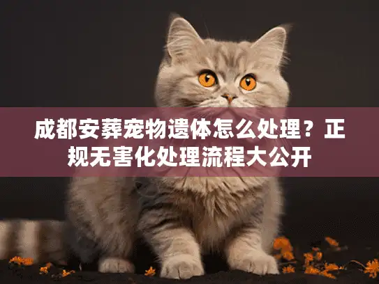 成都安葬宠物遗体怎么处理？正规无害化处理流程大公开